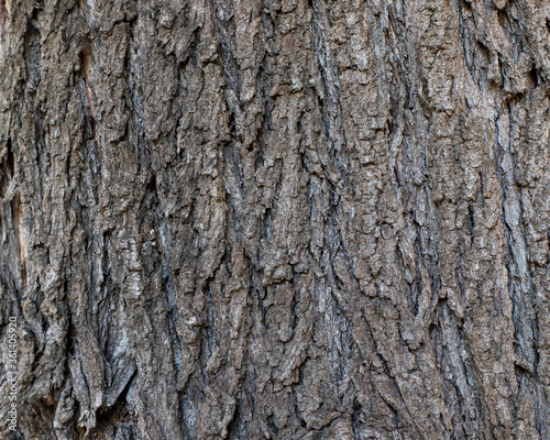 background texture of ribbed cracked tree bark
