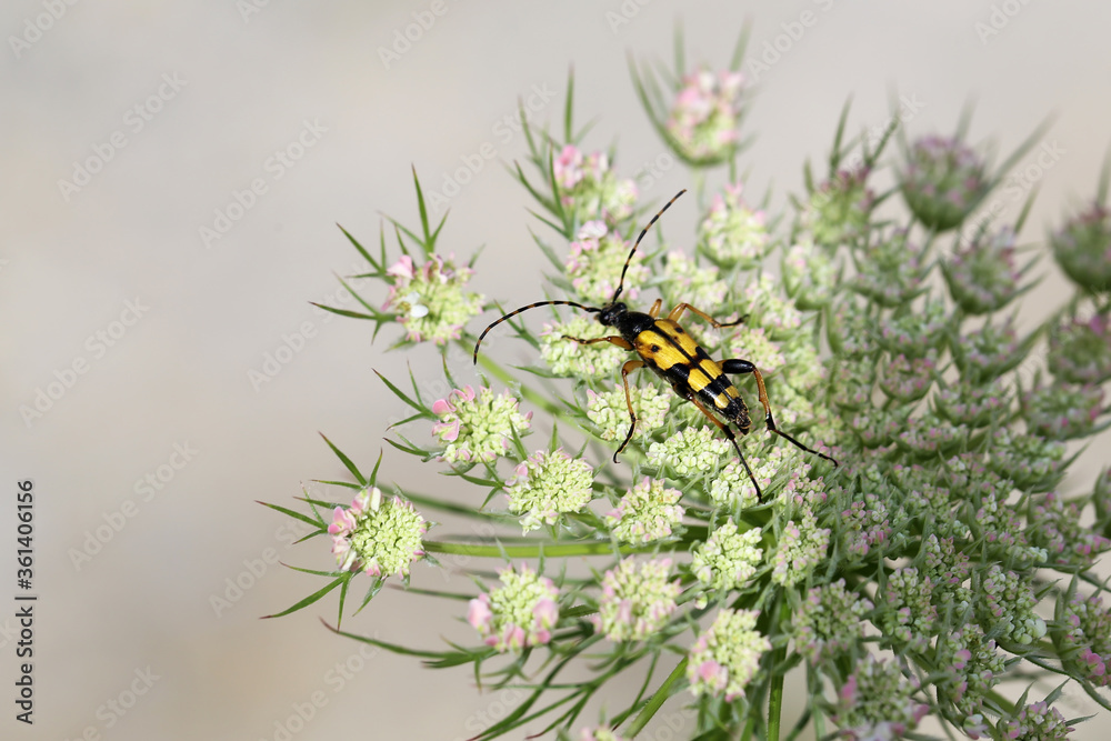 Leptura maculata gathering pollen on a white flower Leptura maculata gathering pollen on a white flower