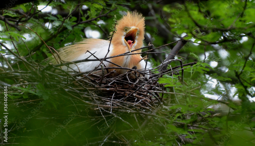 egret making nest