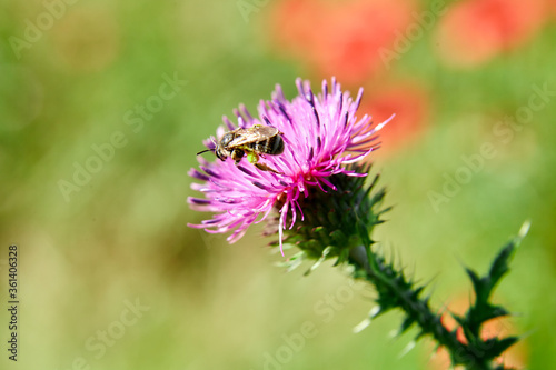 A bee collects nectar on a flower close-up with a blurred background.