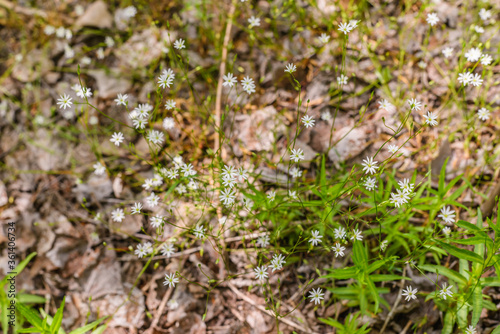 A collection of small plants with yellow flowers.