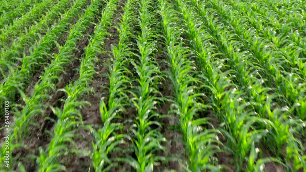 Field with organic corn. Aerial 4K Field with organic corn. Aerial 4K