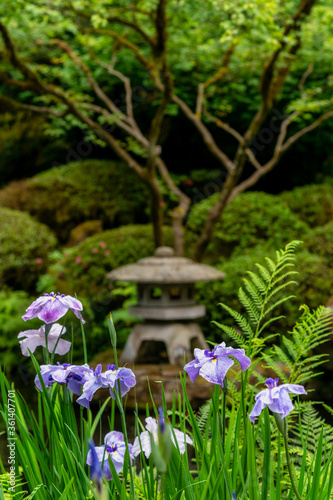 Iris Blooming Near Pagoda at the Koi Pond at the Portland Japanese Garden