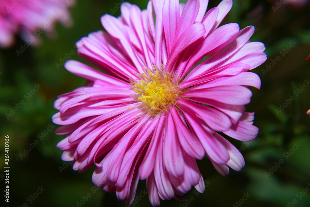 Obraz premium Lindo color