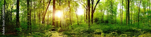 Fototapeta Naklejka Na Ścianę i Meble -  Panorama of a beautiful green forest with bright sun shining through large trees
