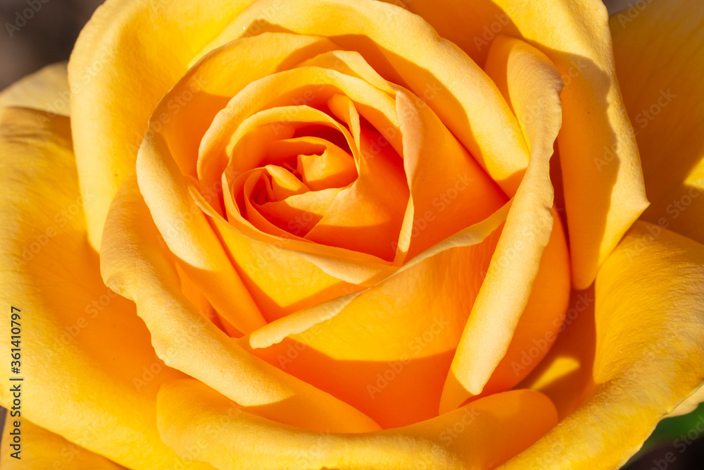 Close up to yellow rose flower from the top. Amazing natural colors of petals. Macro shot at bright summer day. Close up to yellow rose flower from the top. Amazing natural colors of petals. Macro shot at bright summer day.