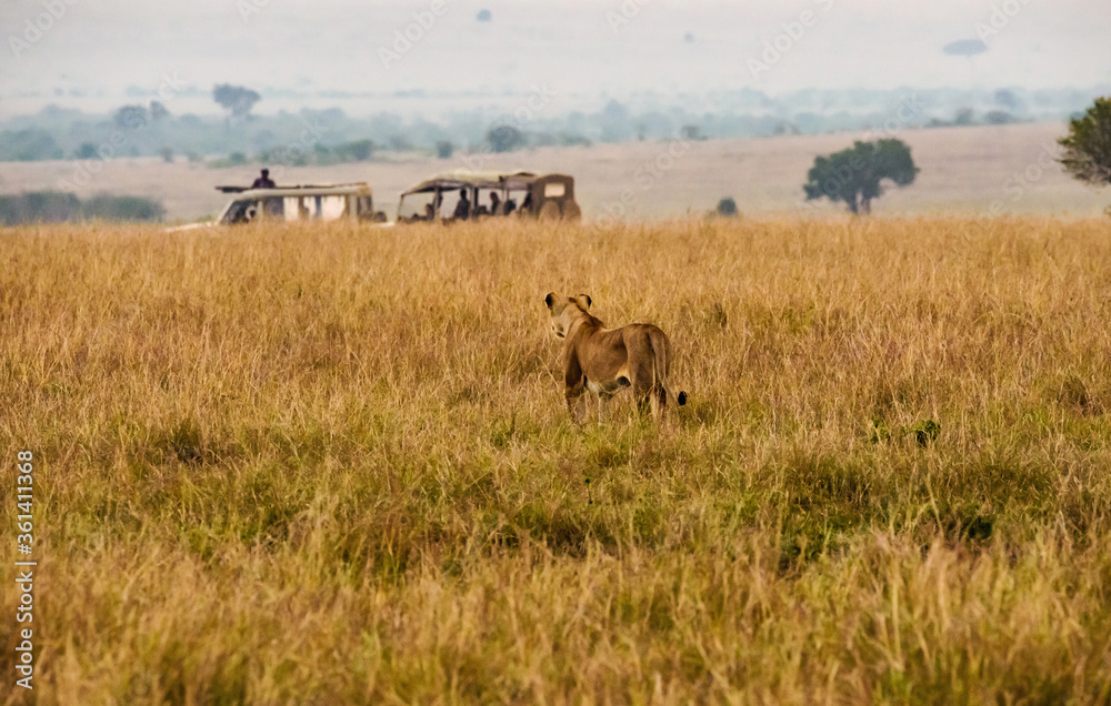 Lions in Masai Mara, Kenya Lions in Masai Mara, Kenya