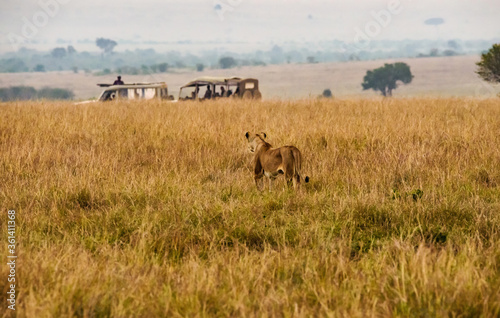 Lions in Masai Mara, Kenya