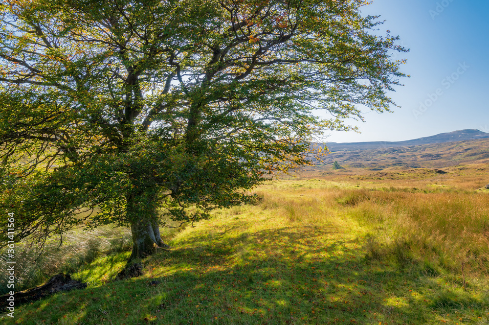 Sunshiny moorland.For a single, wild leaf roars at the old tree stump Sunshiny moorland.For a single, wild leaf roars at the old tree stump