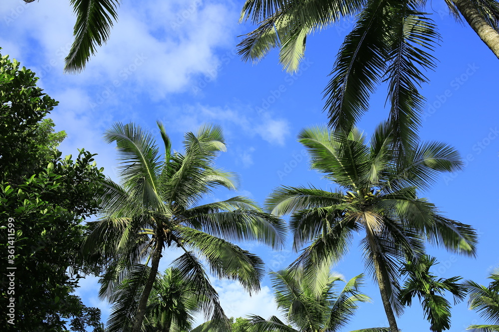 custom made wallpaper toronto digitalBeautiful coconut palm trees on blue sky background with clouds