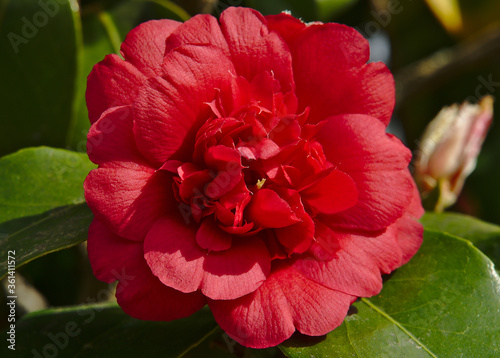 Red camellia flower, in spring Galicia
