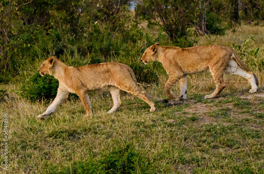 Fototapeta premium Lions in Masai Mara, Kenya