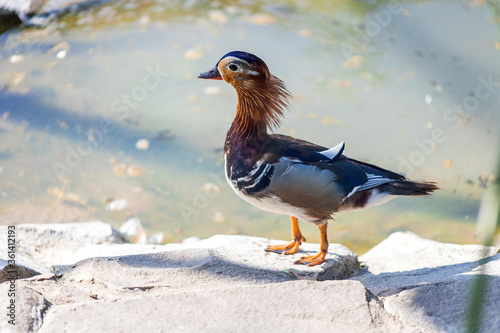 Mandarin duck at the zoo. Duck by the water. Beautiful plumage. photo