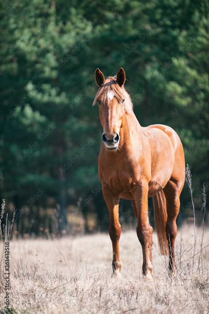 Portrait of red horse grazing on green grassland Portrait of red horse grazing on green grassland