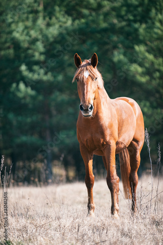 Portrait of red horse grazing on green grassland