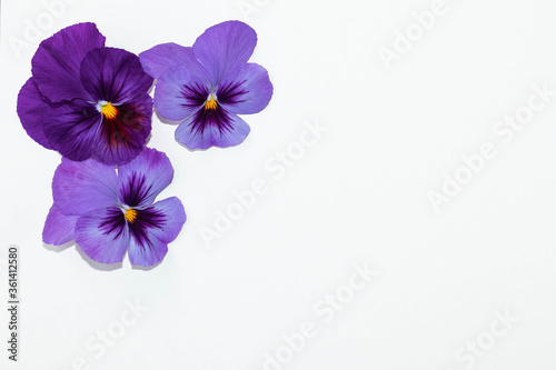 Viola tricolor flower composition on colored background. Floral arrangement, design element. Holiday concept. Top view, flat lay.
