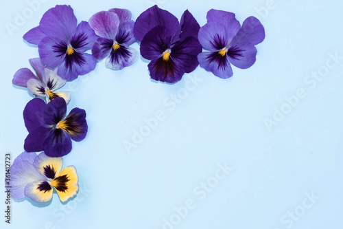 Fototapeta Naklejka Na Ścianę i Meble -  Viola tricolor flower composition on colored background. Floral arrangement, design element. Holiday concept. Top view, flat lay.