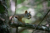 Red Squirrel in Tree