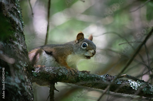 Red Squirrel in Tree © Brian