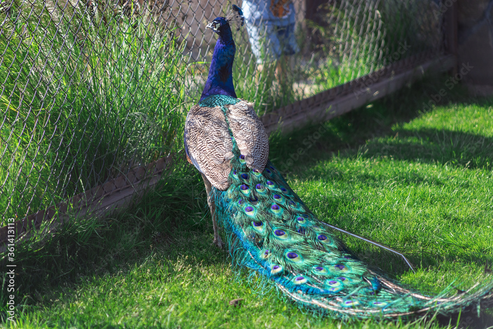 Obraz premium Peacock with beautiful plumage in the zoo.