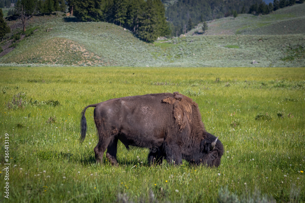 Bison Grazing at Yellowstone National Park