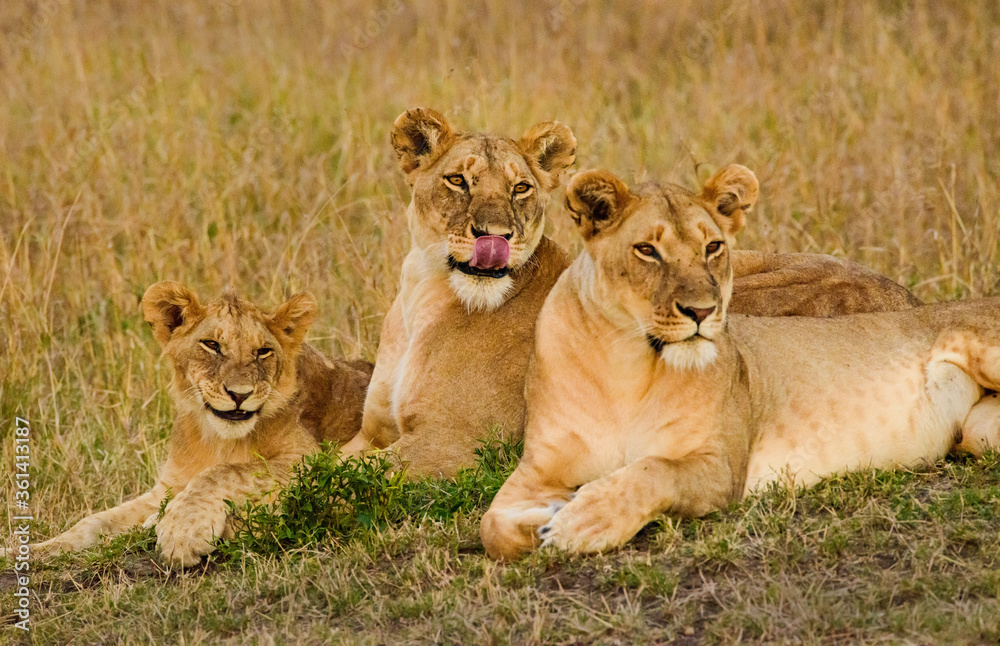 Fototapeta premium Smiling Lions in Masai Mara, Kenya