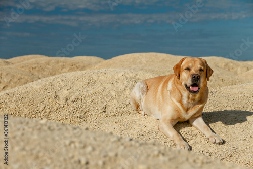 big dog fawn labrador retriever good friend lies in desert on yellow sand and blue sky on sunny day