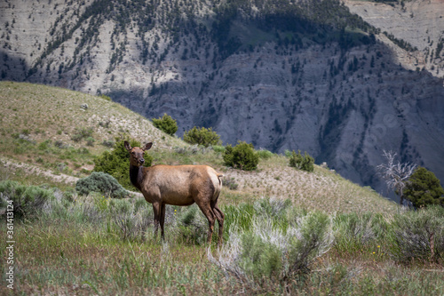 Elk Standing on Edge of Cliff at Yellowstone National Park