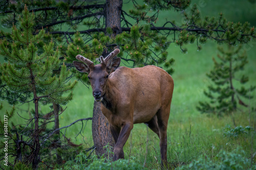 Male Elk at Yellowstone National Park