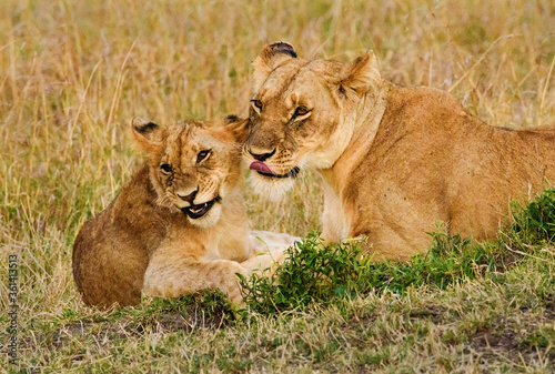 Smiling Lions in Masai Mara  Kenya