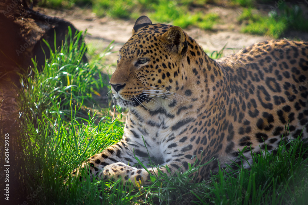 Portrait of a leopard in the zoo. Animals in captivity. Portrait of a leopard in the zoo. Animals in captivity.