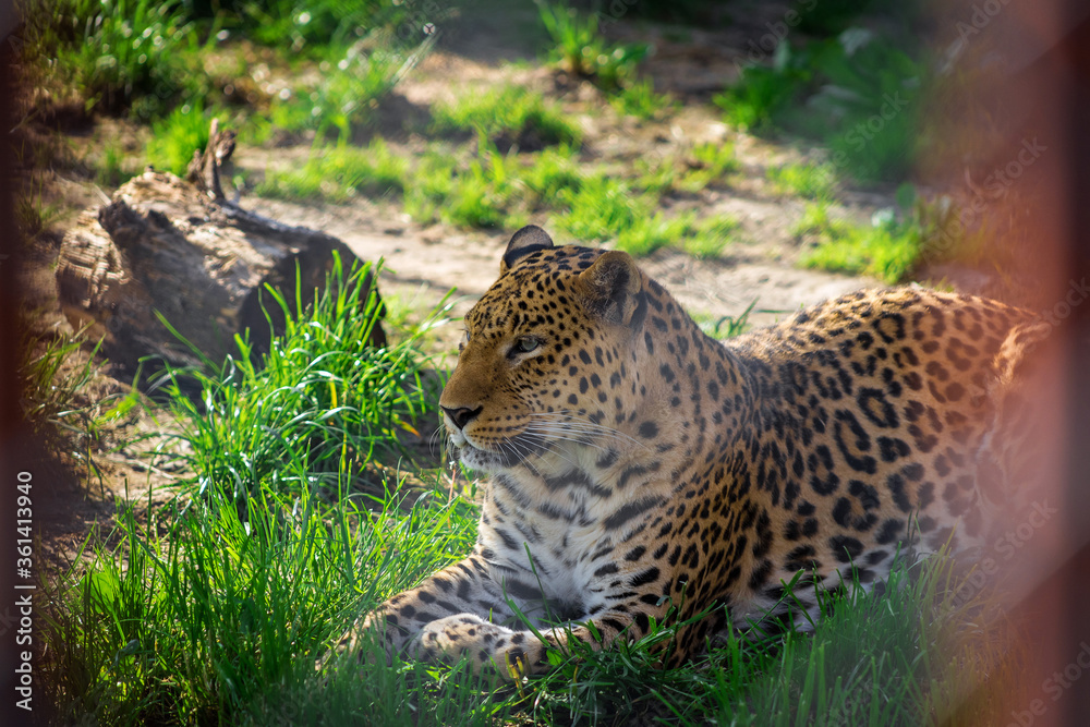 Portrait of a leopard in the zoo. Animals in captivity. Portrait of a leopard in the zoo. Animals in captivity.