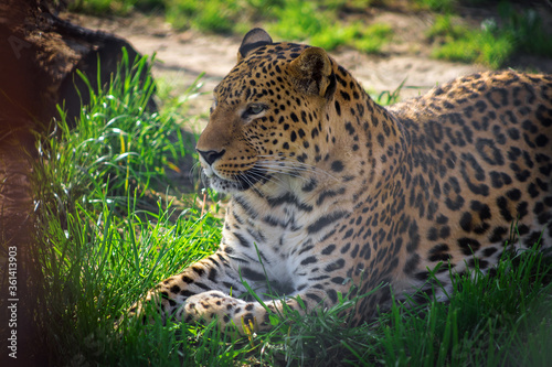 Portrait of a leopard in the zoo. Animals in captivity.