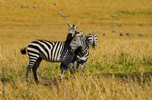 Loving Zebras in Masai Mara  Kenya