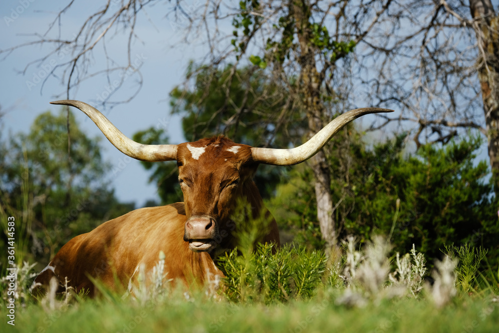 Texas longhorn cow resting and being lazy, laying in green field. Texas longhorn cow resting and being lazy, laying in green field.