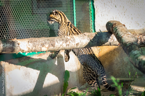 Smoky leopard at the zoo. Animals in captivity. photo