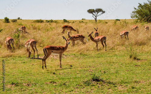 Impalas at Masai Mara, Kenya