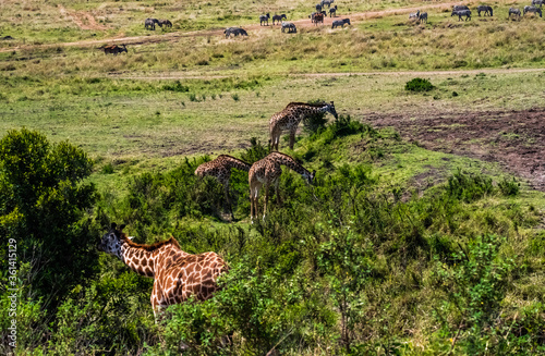 Fototapeta Naklejka Na Ścianę i Meble -  Giraffes in Masai Mara, Kenya