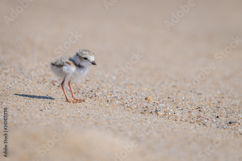 adorable piping plover baby