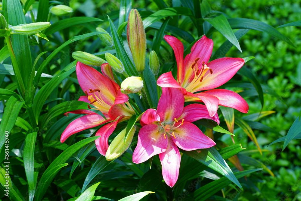 Bicolor Asiatic lily flower growing in the garden Bicolor Asiatic lily flower growing in the garden