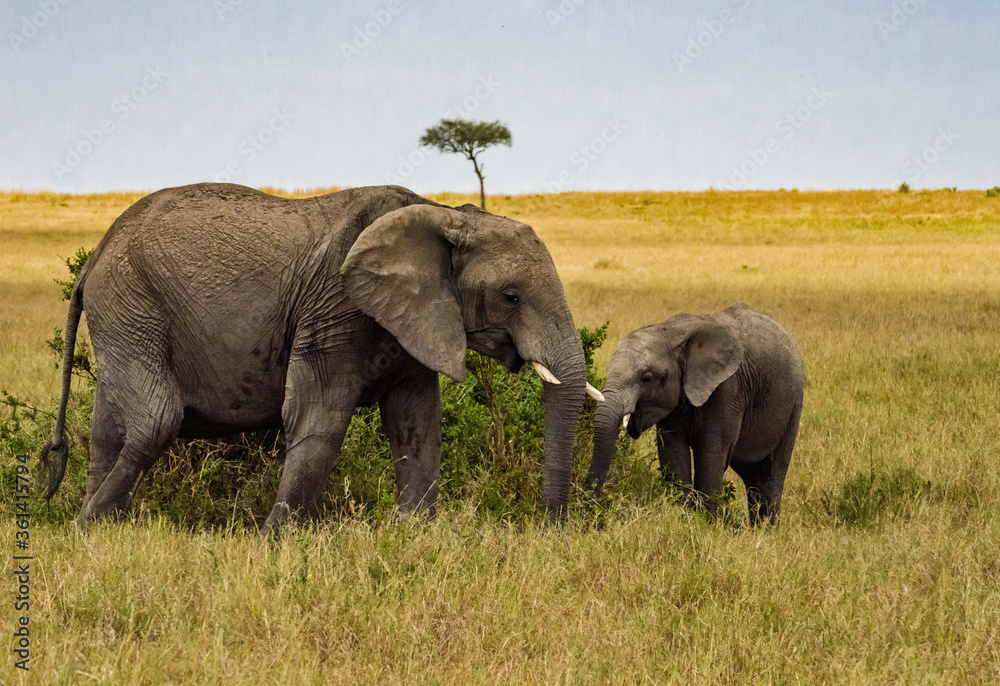 Obraz premium Elephant Mother and Baby in Masai Mara, Kenya