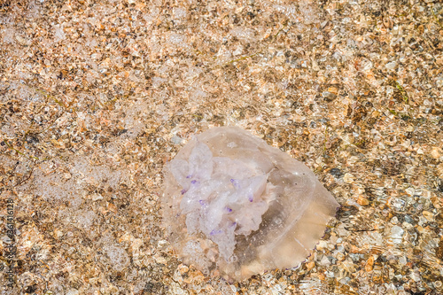 Jellyfish eared aurelia aurita on sea coastal