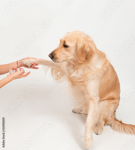 Girls hand holding dogs paw to disinfect with a sanitizer. Closeup White golden retriever. Studio shot, paws care, health care