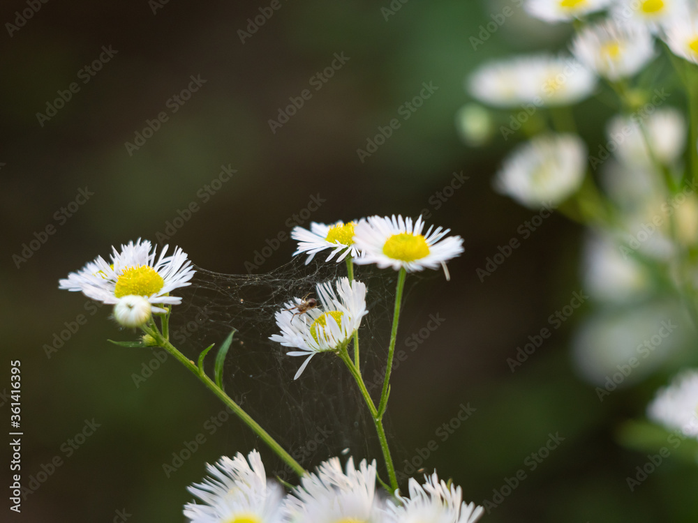 Blooming small white Daisy. Thin web between the flowers.