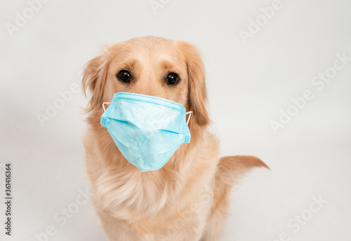 Golden retriever dog in medical protected face mask on white isolated. A dog looking at camera on white background. Pets hygiene concept © trofalena
