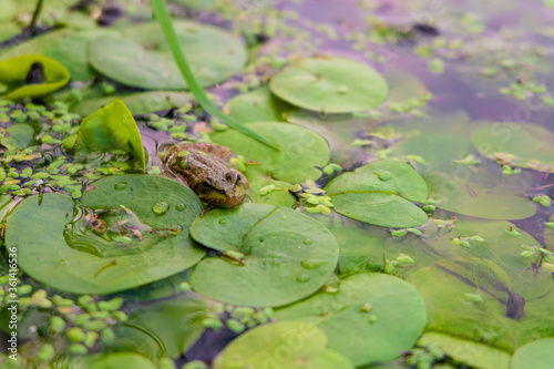 Fototapeta Naklejka Na Ścianę i Meble -  Lush foliage of wild Lotus with green frog on the water surface. Surface of the swampy wild pond.