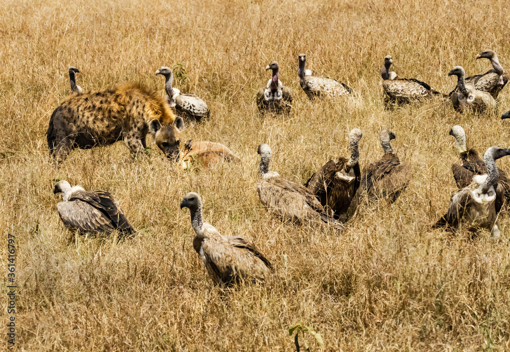 Spotted Hyena fighting food with vultures in Masai Mara, Kenya Spotted Hyena fighting food with vultures in Masai Mara, Kenya
