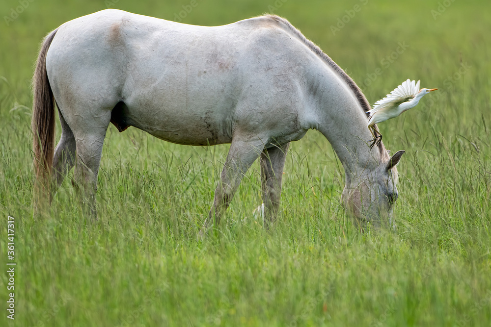 Grazing Horse and Cattle Egret Flying Away Grazing Horse and Cattle Egret Flying Away