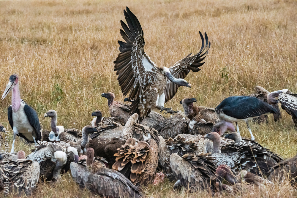 Obraz premium African Vultures fighting for food, Masai Mara, Kenya