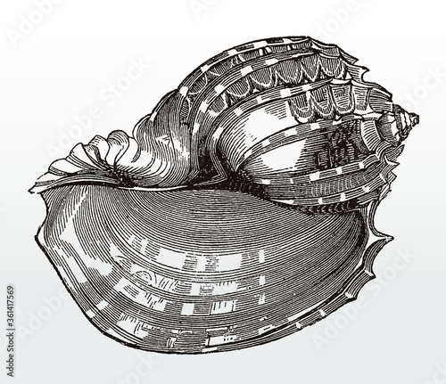 Shell of the ventral harp, harpa cabriti after an antique illustration from the 19th century